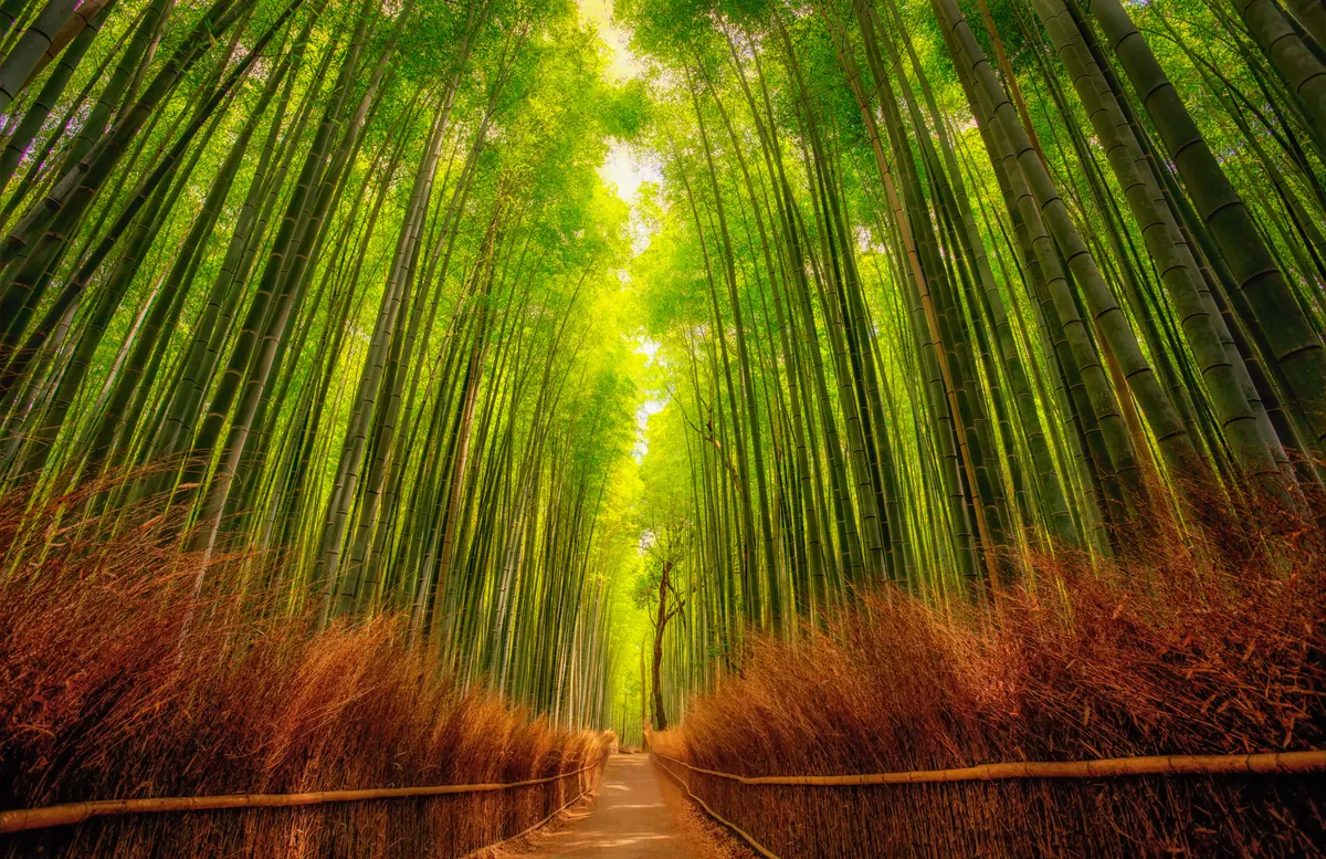 Hohe Bambusstämme über dem Pfad in Arashiyama – Kyoto, Japan