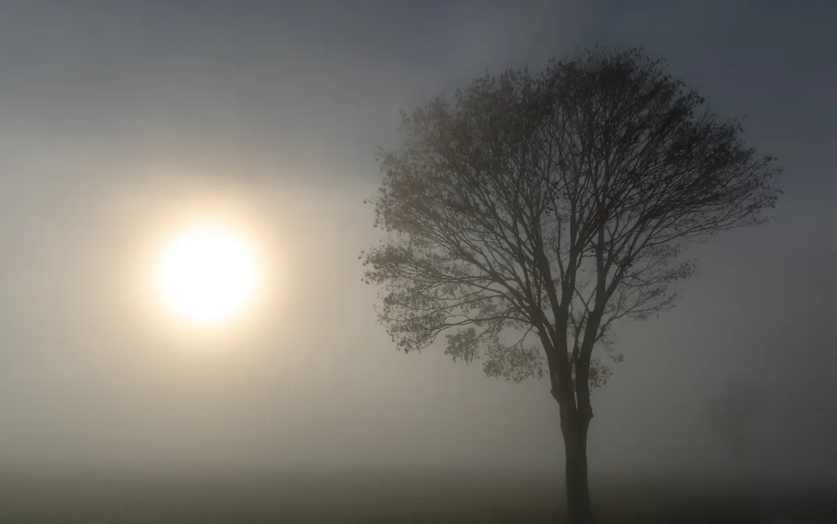 Einzelner Baum mit Sonne im dichten Nebel – Hohenlohe