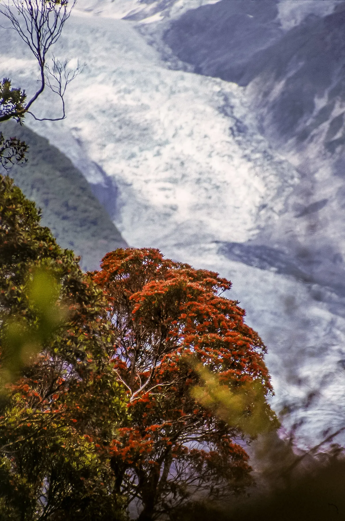 Blick vom Alex Knob Lookout auf den Franz-Josef-Gletscher hinter herbstlichem Baum – Westland, Neuseeland