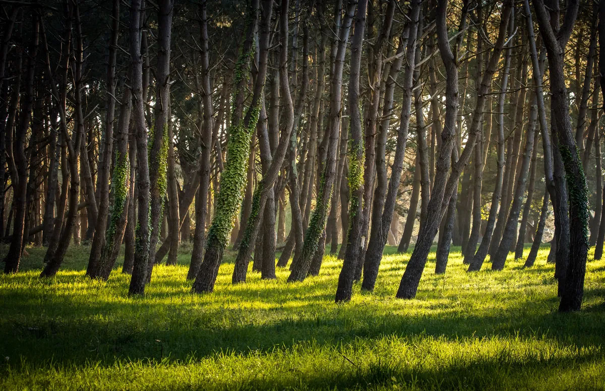 Knorrige Kiefernstämme über sonnenbeschienenem Gras im Gegenlicht – Bretagne, Frankreich
