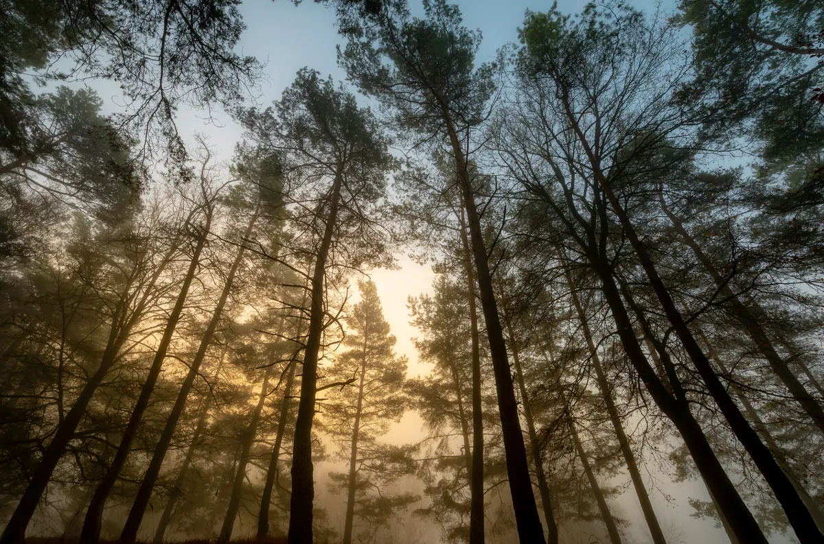 Hohe Kiefern im Nebel mit warmem Sonnenlicht zwischen den Stämmen – Diebach, Hohenlohe