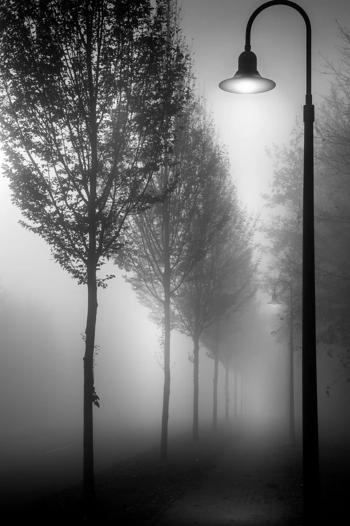 Baumallee mit Laterne im Nebel in Schwarzweiß – Forchtenberg