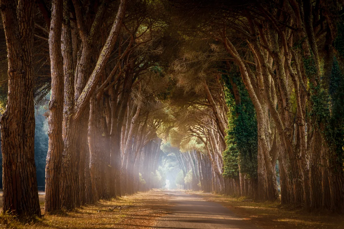 Pinienallee mit Lichtschein am Ende – Parco San Rossore, Pisa