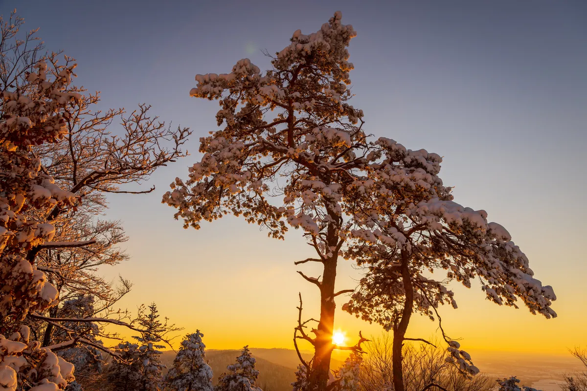 Verschneite Kiefern im Licht der untergehenden Sonne – Zollernalbblick